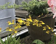 关于维也纳草草在庭前签字，声明服刑的信息